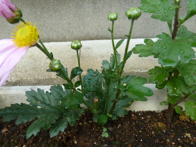 e0278968_21133213.jpg