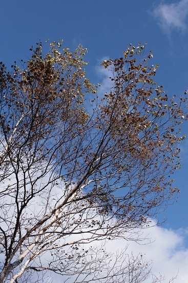 e0209997_10335769.jpg