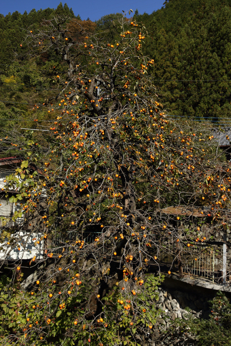 a0357206_204493.jpg