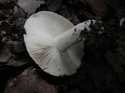 e0352220_21163818.jpg