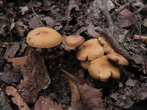 e0352220_21171706.jpg