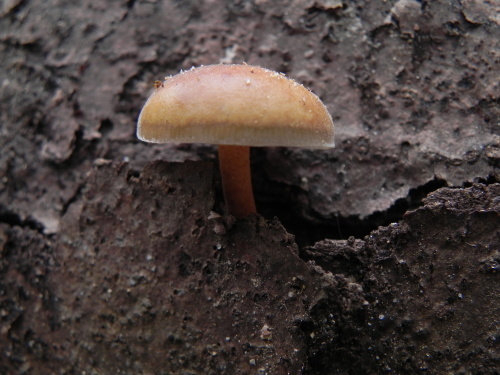 e0352220_21223629.jpg