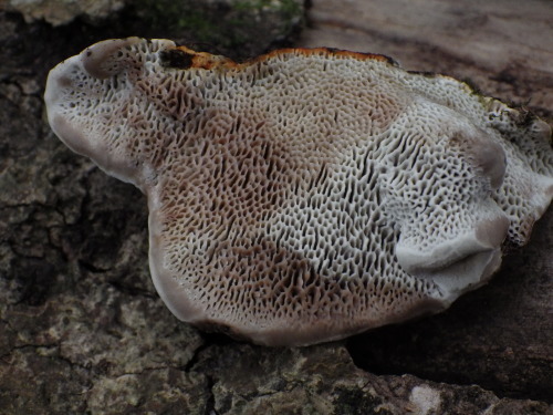 e0352220_21272713.jpg