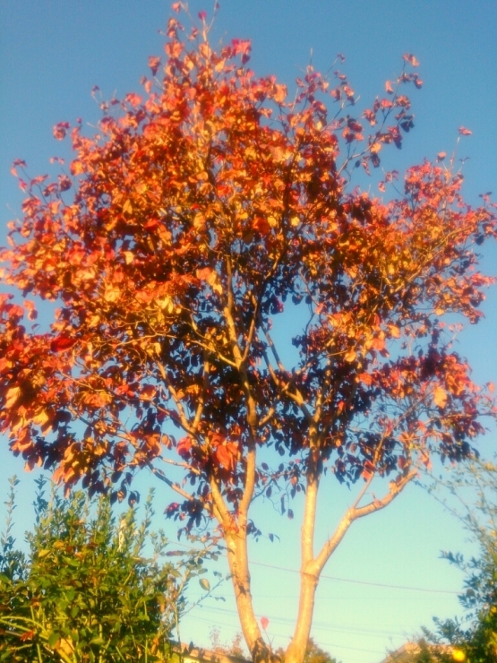 c0197829_11065555.jpg