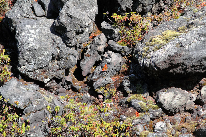 d0069235_328799.jpg