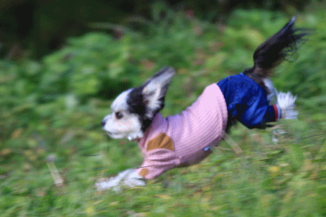 c0145250_16142779.gif