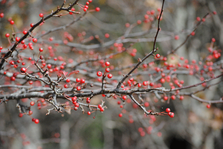 a0001354_2253893.gif
