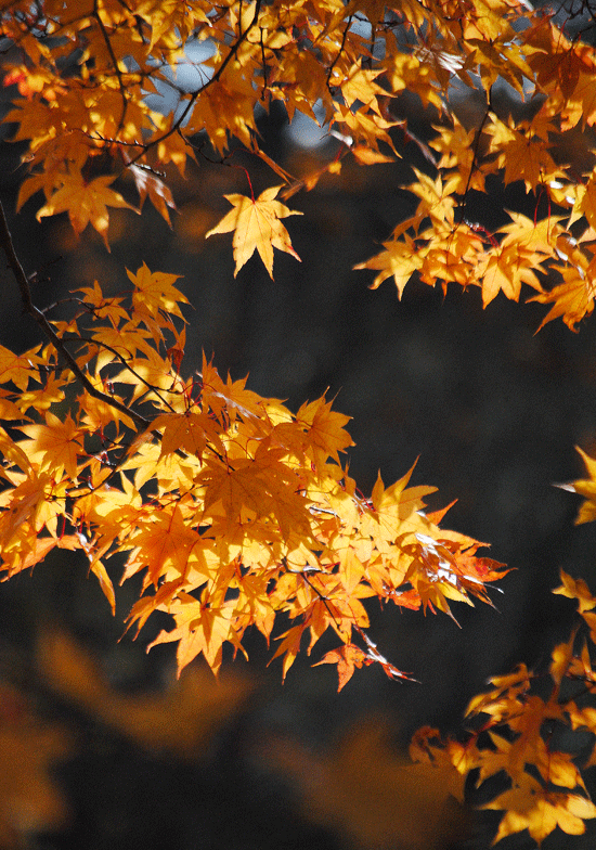 a0001354_227198.gif