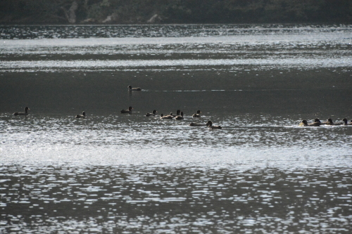 c0204385_17311536.jpg