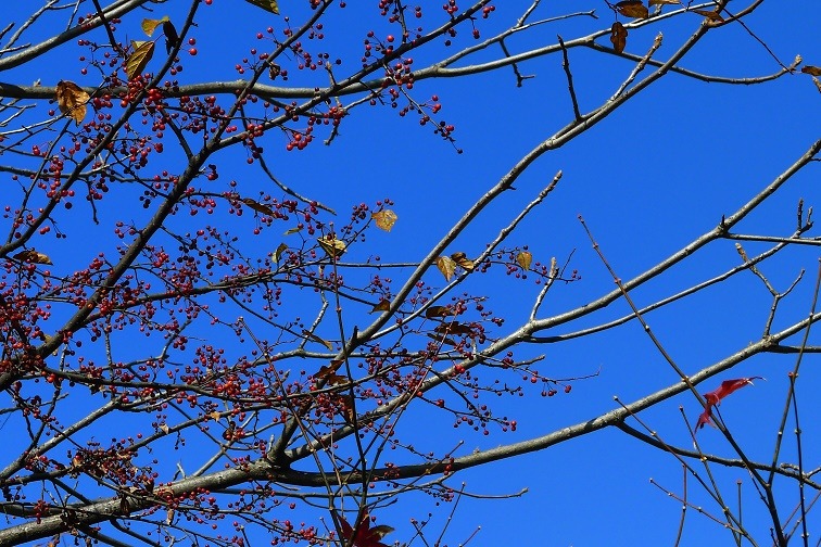 a0130586_16571472.jpg