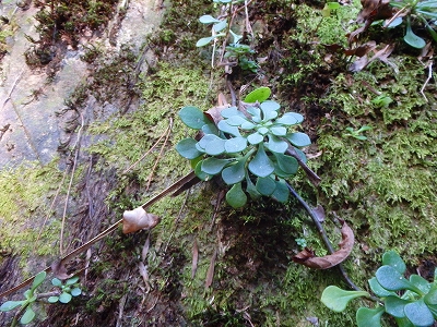 f0193521_8553359.jpg