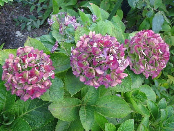f0129726_20114566.jpg