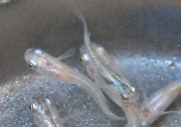 e0097534_1735122.jpg