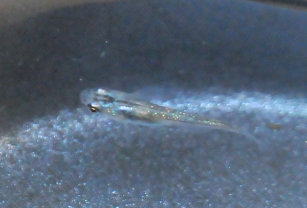 e0097534_17531448.jpg