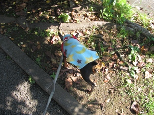 e0150843_19275576.jpg