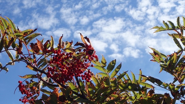 c0097754_11315344.jpg