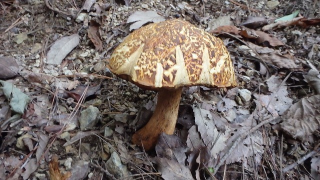 c0097754_11410623.jpg