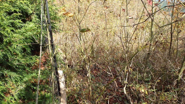 c0097754_21541422.jpg