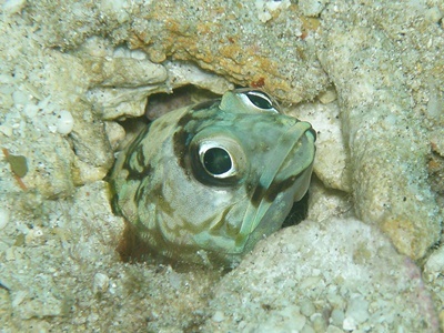 b0033573_21534130.jpg