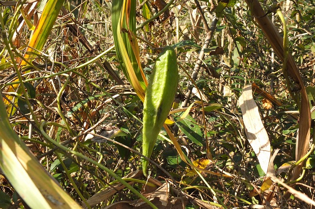 e0339873_17293682.jpg