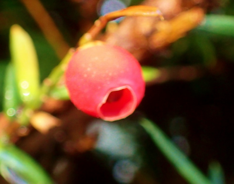 c0183777_4261668.jpg