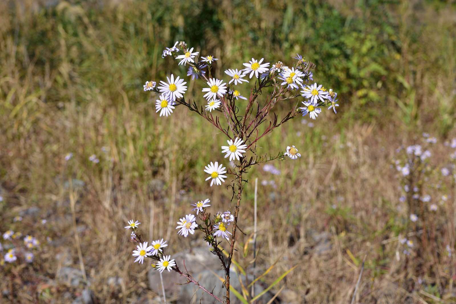 d0328977_19213830.jpg