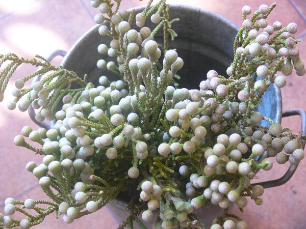 e0140986_1252587.jpg