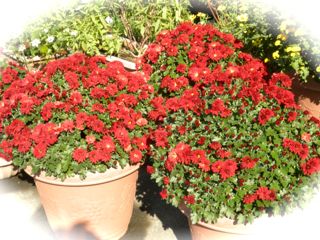 c0149195_2164261.jpg