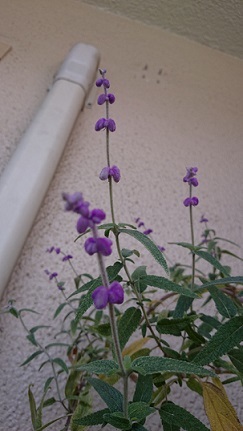 b0366199_16393744.jpg