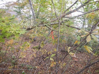 c0359615_21220539.jpg