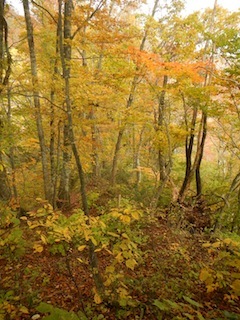 c0359615_21223032.jpg