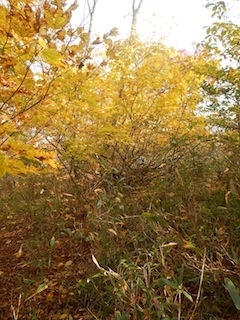 c0359615_21240042.jpg