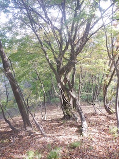 c0359615_21285022.jpg