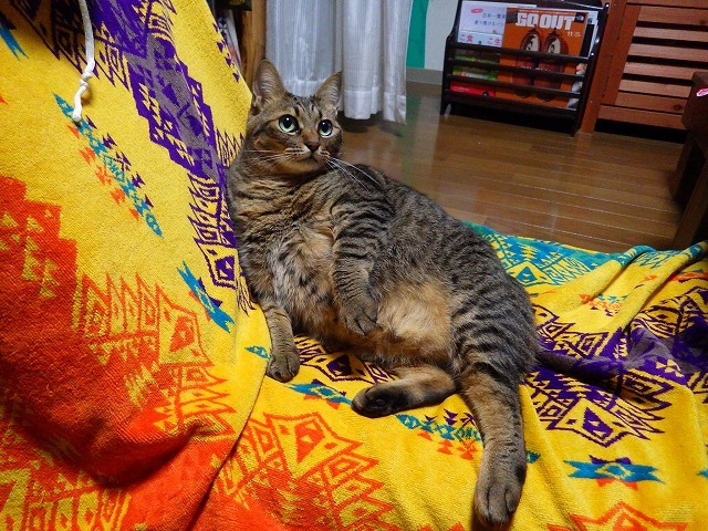 a0337237_14430286.jpg