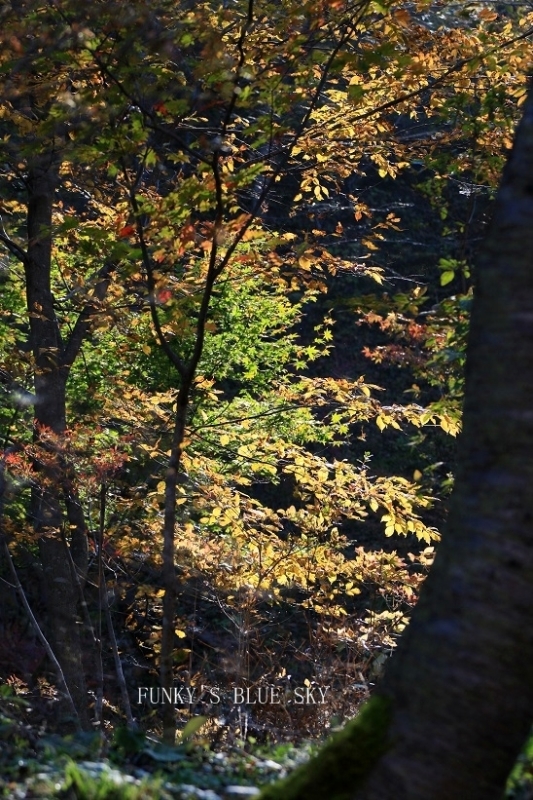 c0145250_11055805.jpg
