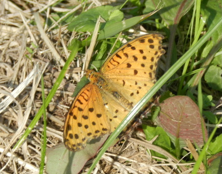 e0172950_2112423.jpg