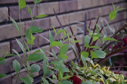 f0343750_00051850.jpg