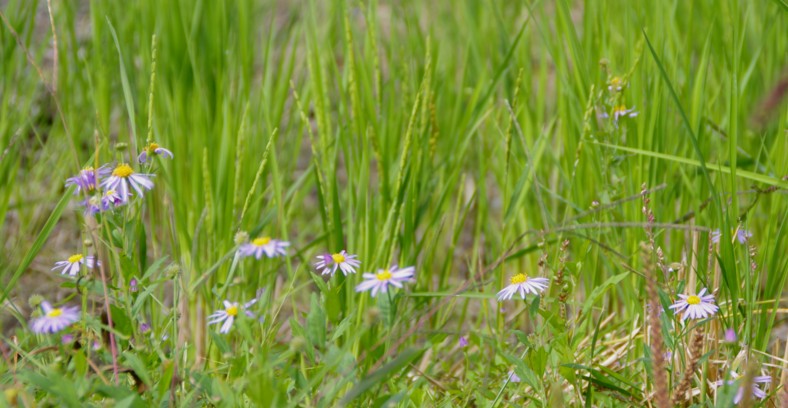c0144185_1658040.jpg