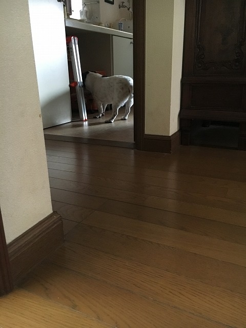 d0050290_13311427.jpg
