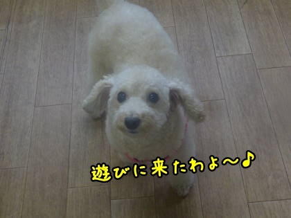 a0338800_10014324.jpg