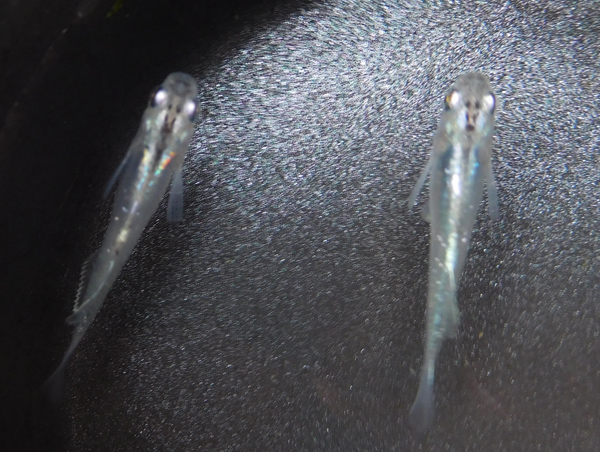 e0097534_15561433.jpg