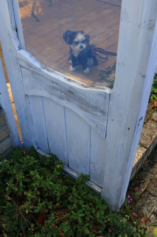 c0145250_10091186.gif