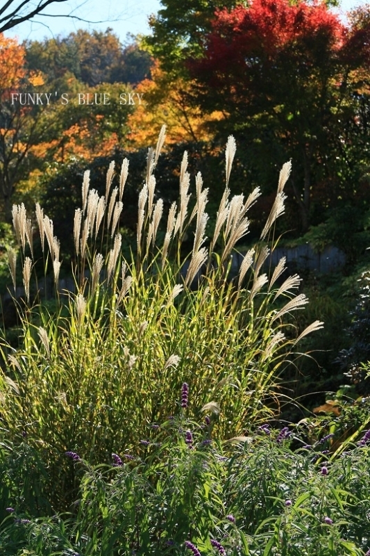 c0145250_16284948.jpg