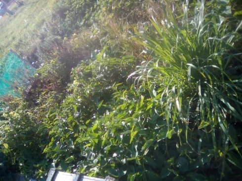 e0026583_11210061.jpg