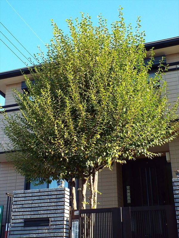 c0108198_15411829.jpg