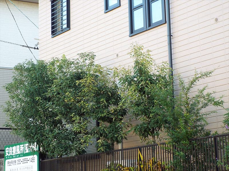 c0108198_1542319.jpg