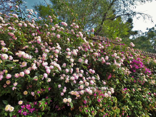 b0064411_05155144.jpg