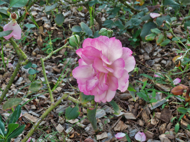 b0064411_06123518.jpg