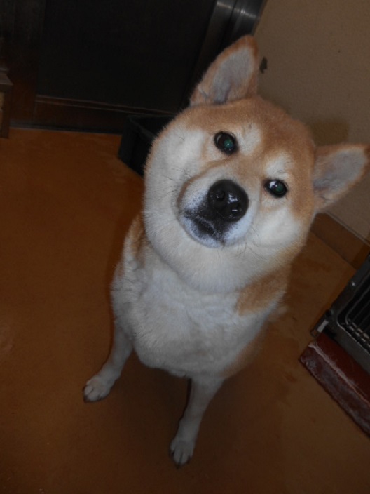 f0078320_1113390.jpg