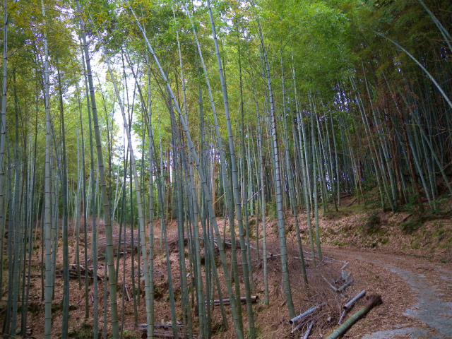 e0272335_1545350.jpg